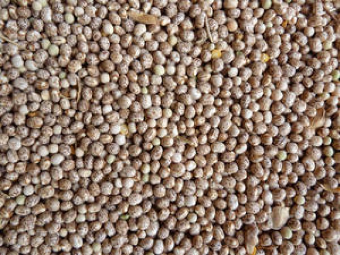 Altramuces
