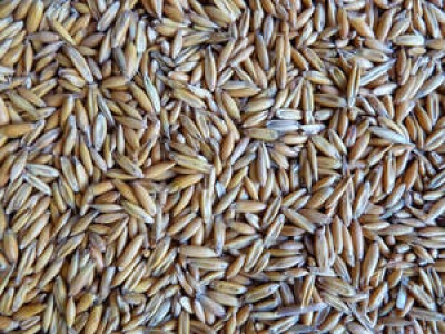 avena